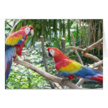 Scarlet Macaw cards