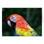 scarlet macaw cards