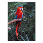Scarlet Macaw cards