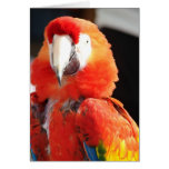Scarlet Macaw cards