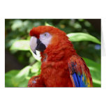 Scarlet Macaw Greeting Cards