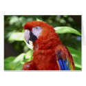 Scarlet Macaw cards