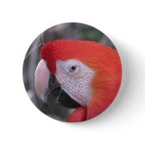 Scarlet Macaw - Close Up Pin