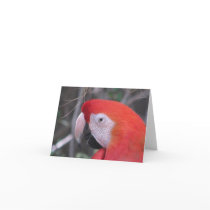 Scarlet Macaw - Close Up Cards