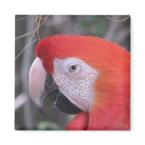 Scarlet Macaw - Close Up Magnets