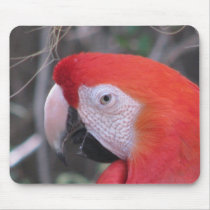 Scarlet Macaw - Close Up Mouse Pads