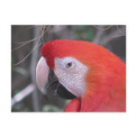 Scarlet Macaw - Close Up postcards