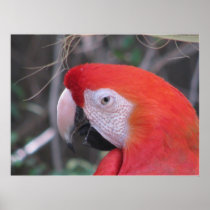 Scarlet Macaw - Close Up Print
