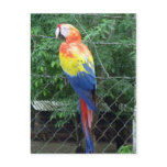 scarlet macaw colours postcards