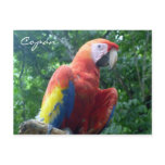 scarlet macaw copán postcards