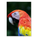 scarlet macaw face cards