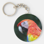 scarlet macaw face key chain