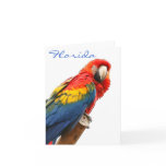 Scarlet Macaw Florida Note Card