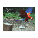 scarlet macaw fly postcards