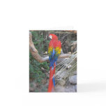 Scarlet Macaw - From the Back cards