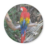 Scarlet Macaw - From the Back magnets