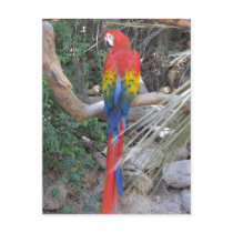 Scarlet Macaw - From the Back Post Card