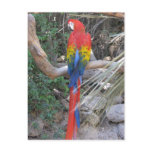 Scarlet Macaw - From the Back postcards