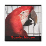 Scarlet Macaw magnets