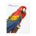 Scarlet Macaw Mexico Postcard