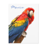 Scarlet Macaw Mexico Postcard