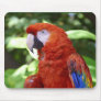 Scarlet Macaw Mouse Mats