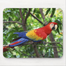 Scarlet macaw on tree limb mousemats