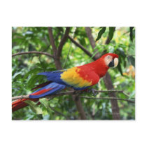 Scarlet macaw on tree limb postcards