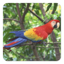 Scarlet macaw on tree limb square stickers