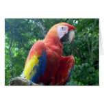scarlet macaw perch cards