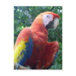 scarlet macaw perch postcards