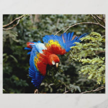Scarlet macaw personalized flyer