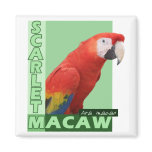 Scarlet Macaw Photo magnets