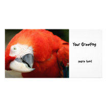 Scarlet Macaw Photo Greeting Card