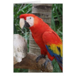 Scarlet Macaw Photography cards