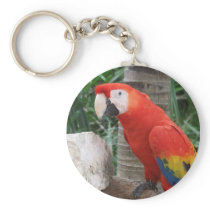 Scarlet Macaw Photography