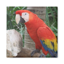 Scarlet Macaw Photography