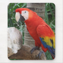 Scarlet Macaw Photography