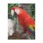Scarlet Macaw Photography Post Card