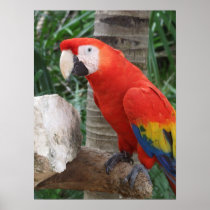 Scarlet Macaw Photography