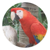 Scarlet Macaw Photography