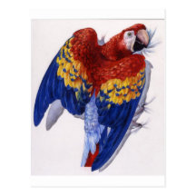 Scarlet Macaw Portrait Post Cards