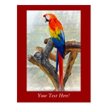 Scarlet Macaw Post Card