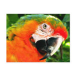 Scarlet Macaw Postcard
