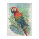 Scarlet Macaw Postcard
