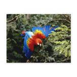 Scarlet macaw postcards