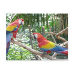 Scarlet Macaw