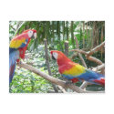 Scarlet Macaw postcards