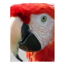Scarlet Macaw Postcard
