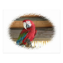 Scarlet Macaw Postcard